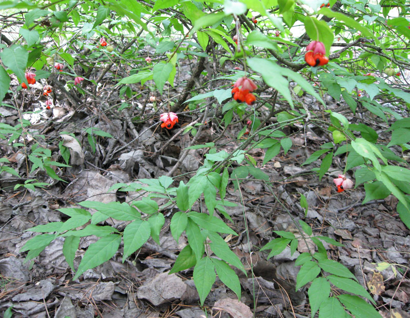 Изображение особи Euonymus verrucosus.