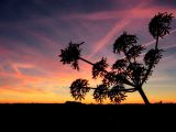 Heracleum lanatum