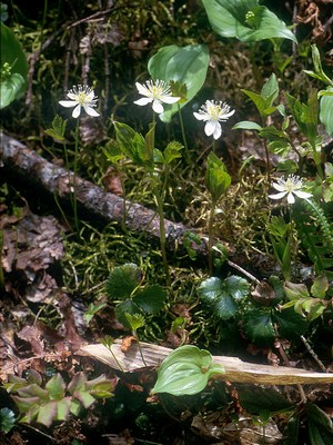 Изображение особи Coptis trifolia.