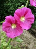 Alcea rosea