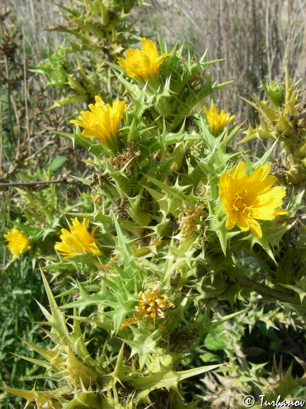 Image of Scolymus hispanicus specimen.