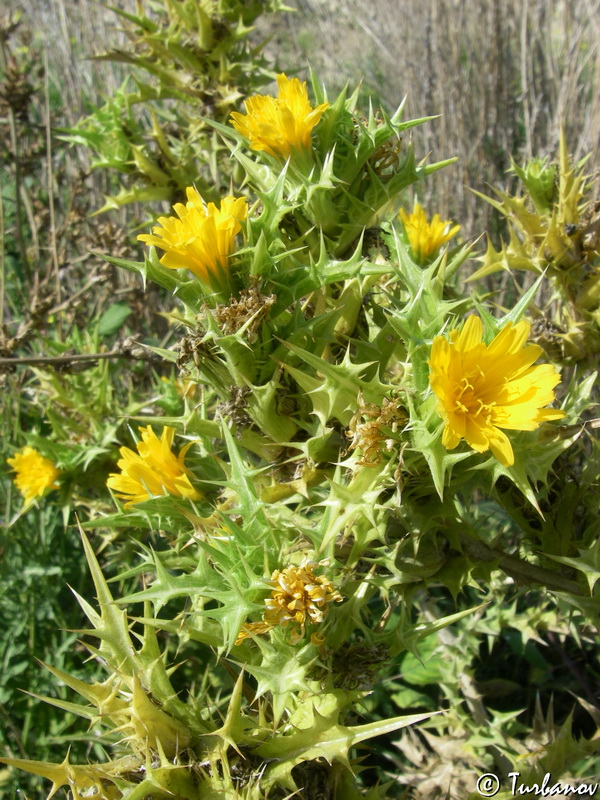 Изображение особи Scolymus hispanicus.