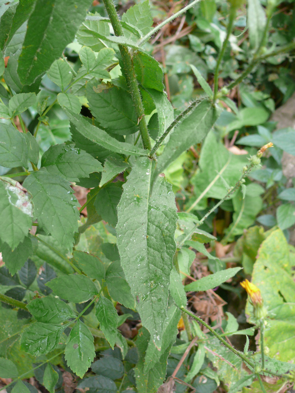 Image of Picris pauciflora specimen.