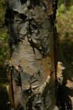 Betula tianschanica