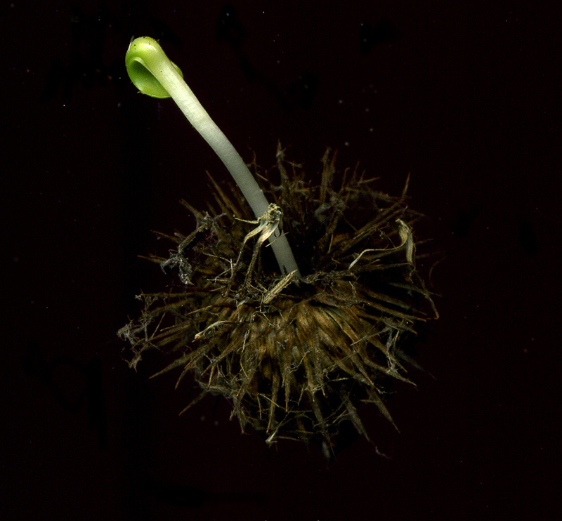 Image of Arctium tomentosum specimen.