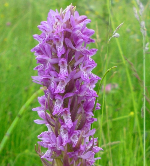 Изображение особи Dactylorhiza incarnata.