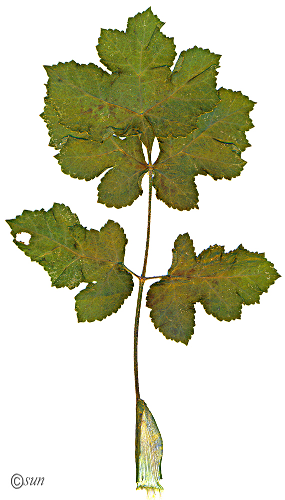 Image of Heracleum sibiricum specimen.