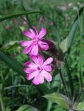 Melandrium dioicum. Цветки. Санкт-Петербург, Петергоф, парк \"Александрия\", берег Финского залива. 31.05.2014.