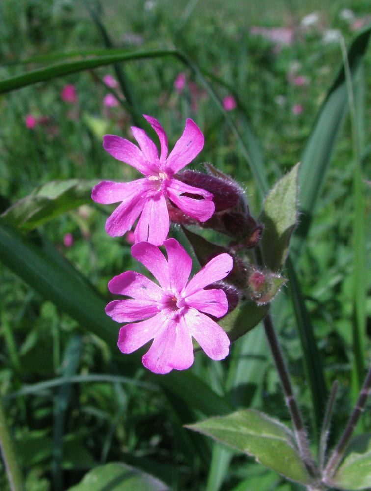 Image of Melandrium dioicum specimen.