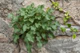 Campanula pyramidalis. Вегетирующее растение на парапете крепости (справа - часть ветви Hedera helix). Черногория, г. Херцег-Нови (Herceg Novi), крепость Шпаньола (Španjola). 17.10.2014.