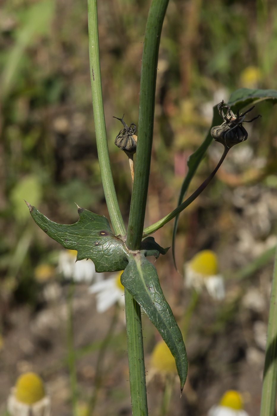 Изображение особи Sonchus oleraceus.