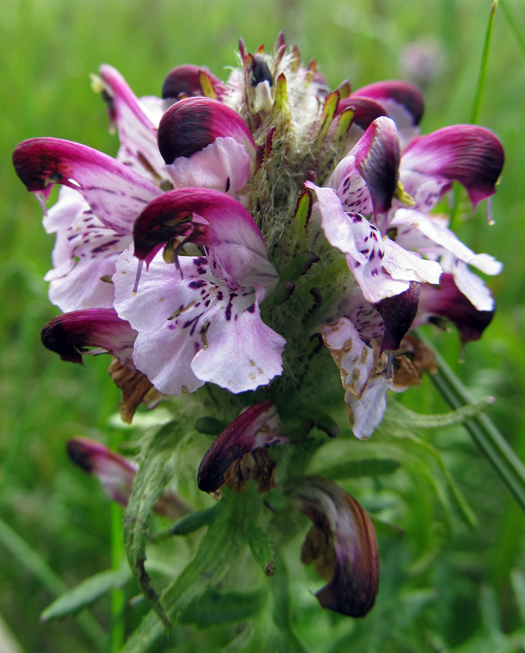 Изображение особи Pedicularis albolabiata.