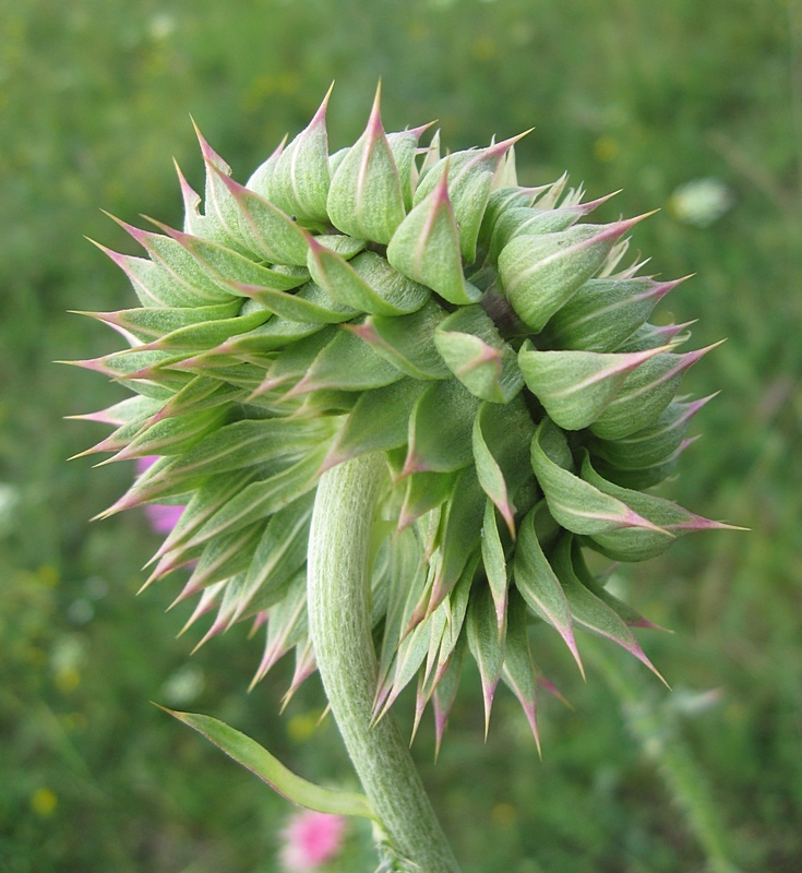 Image of Carduus thoermeri specimen.