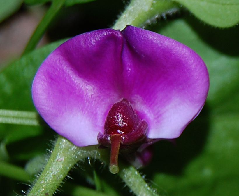 Image of Dolichos purpureus specimen.