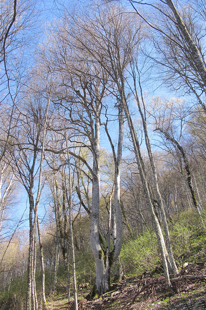 Image of Fagus orientalis specimen.