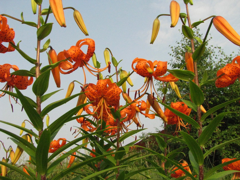 Изображение особи Lilium lancifolium.