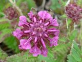 Pedicularis verticillata