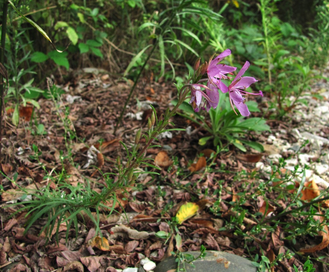 Image of genus Chamaenerion specimen.