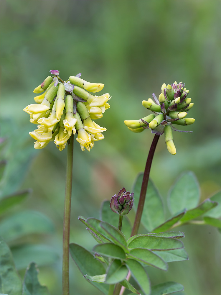 Image of Astragalus frigidus specimen.