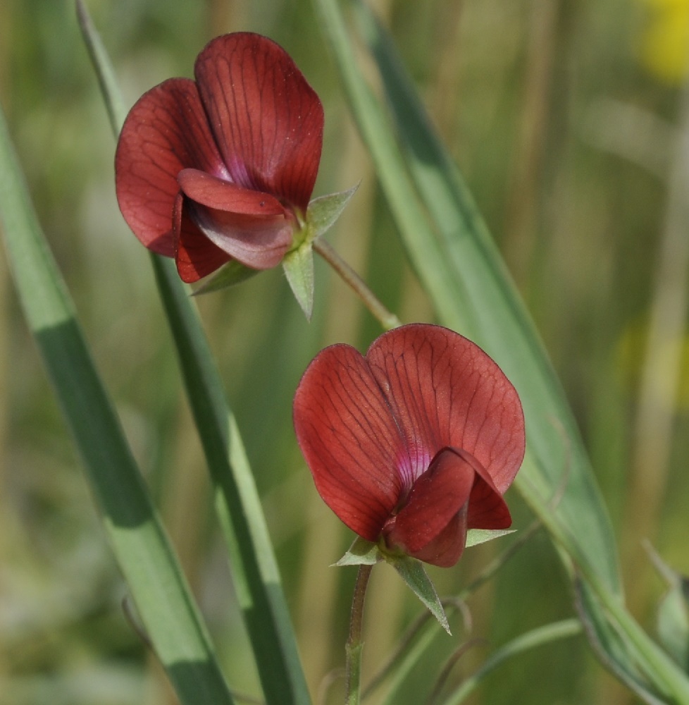 Image of Lathyrus cicera specimen.