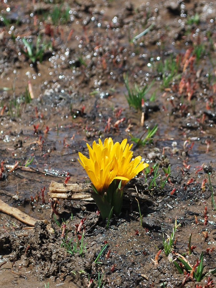 Изображение особи Colchicum luteum.