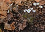 Hepatica asiatica. Цветущие растения. Приморский край, Шкотовский р-н, окр. с. Петровка, падь Чернюкова, дубовый лес. 01.05.2015.