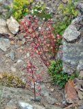 Saxifraga kolenatiana. Цветущее растение. Карачаево-Черкесия, гора Мусса-Ачитара, ≈ 3000 м н.у.м., каменистый склон. 31.07.2014.
