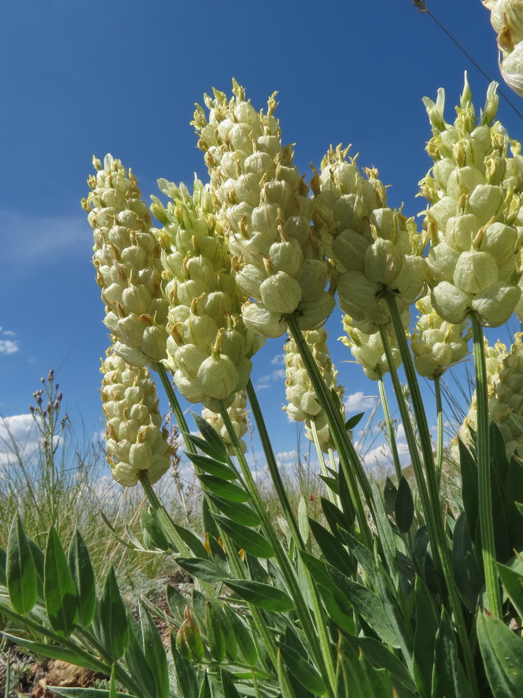 Изображение особи Astragalus follicularis.