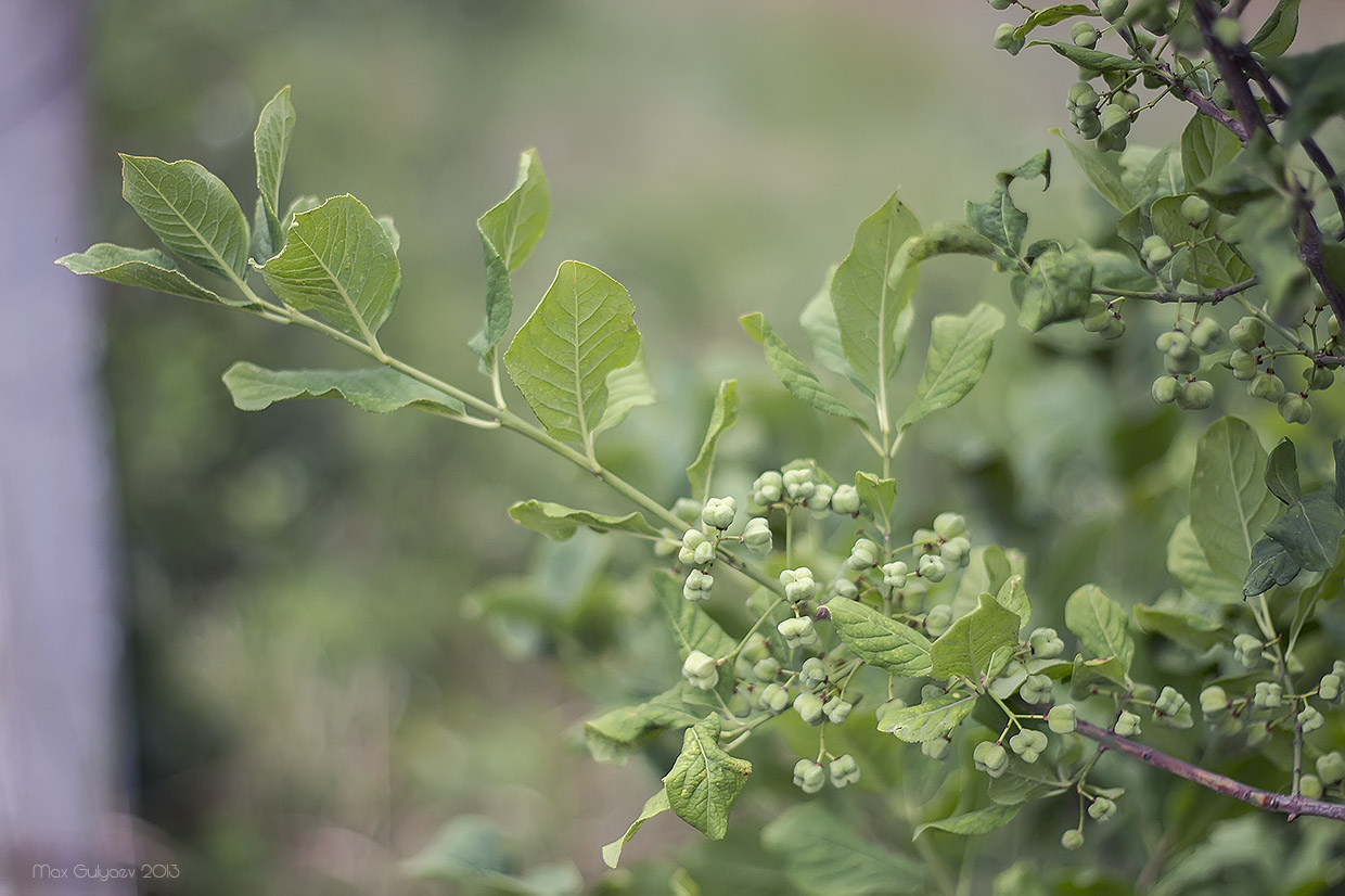 Изображение особи Euonymus europaeus.