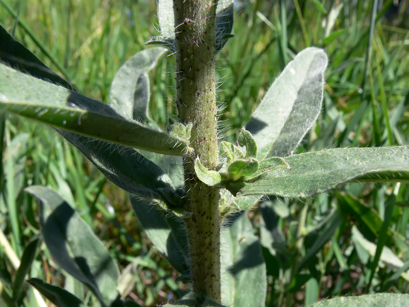 Image of Echium vulgare specimen.