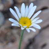 genus Anthemis