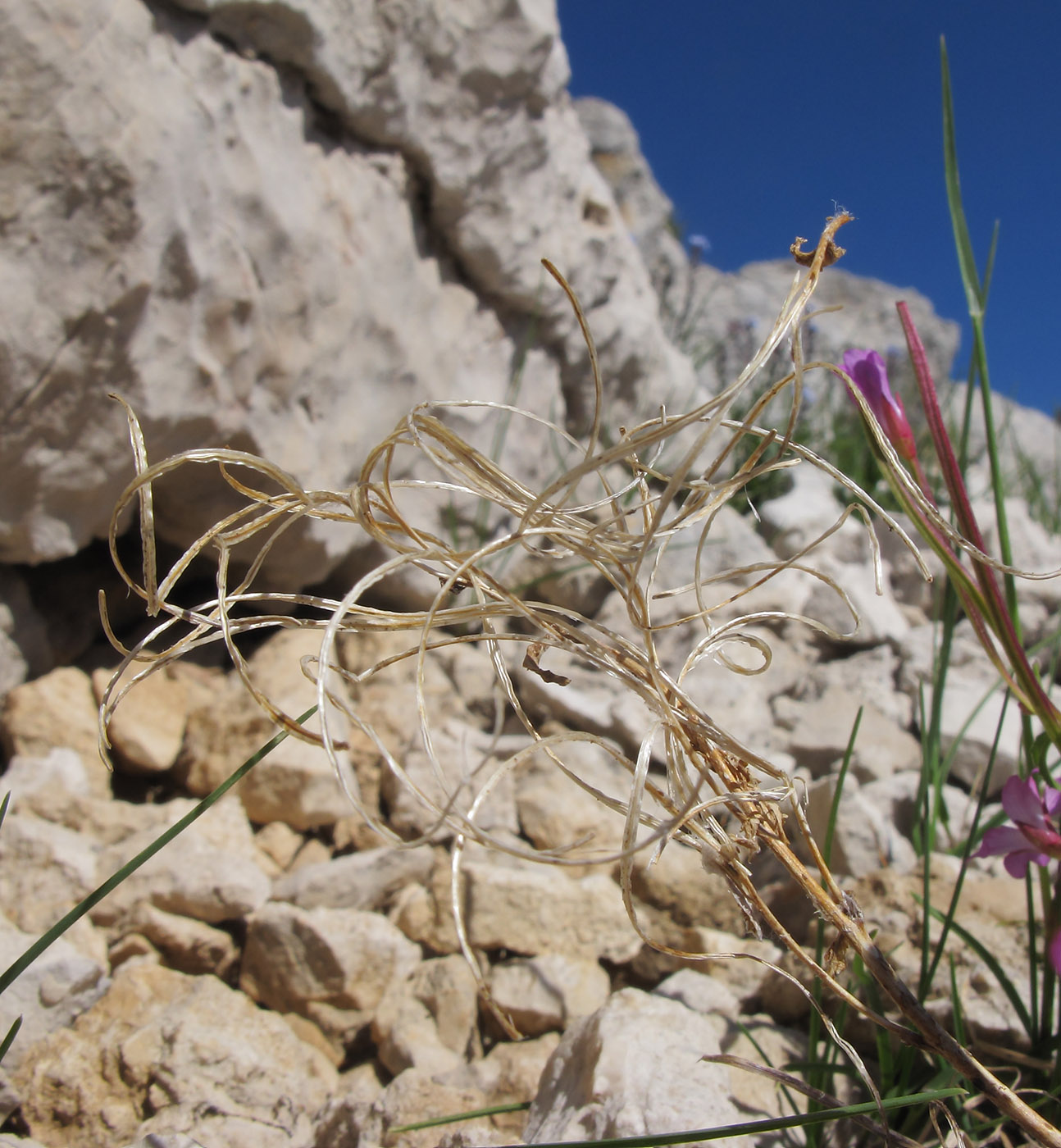 Изображение особи Epilobium algidum.