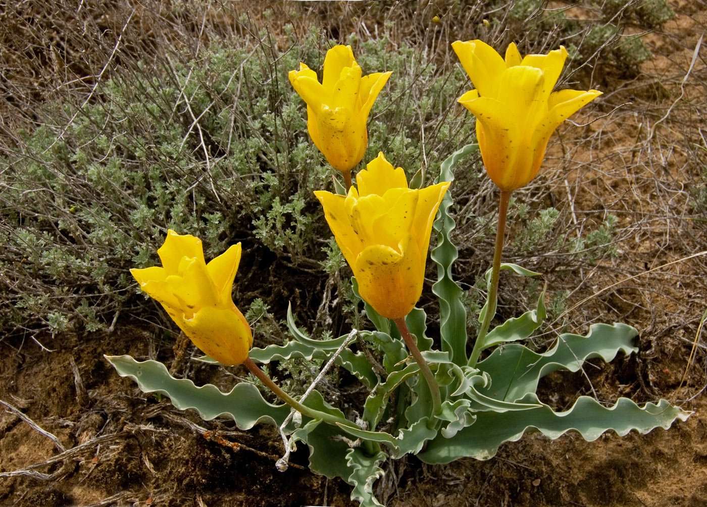 Изображение особи Tulipa behmiana.