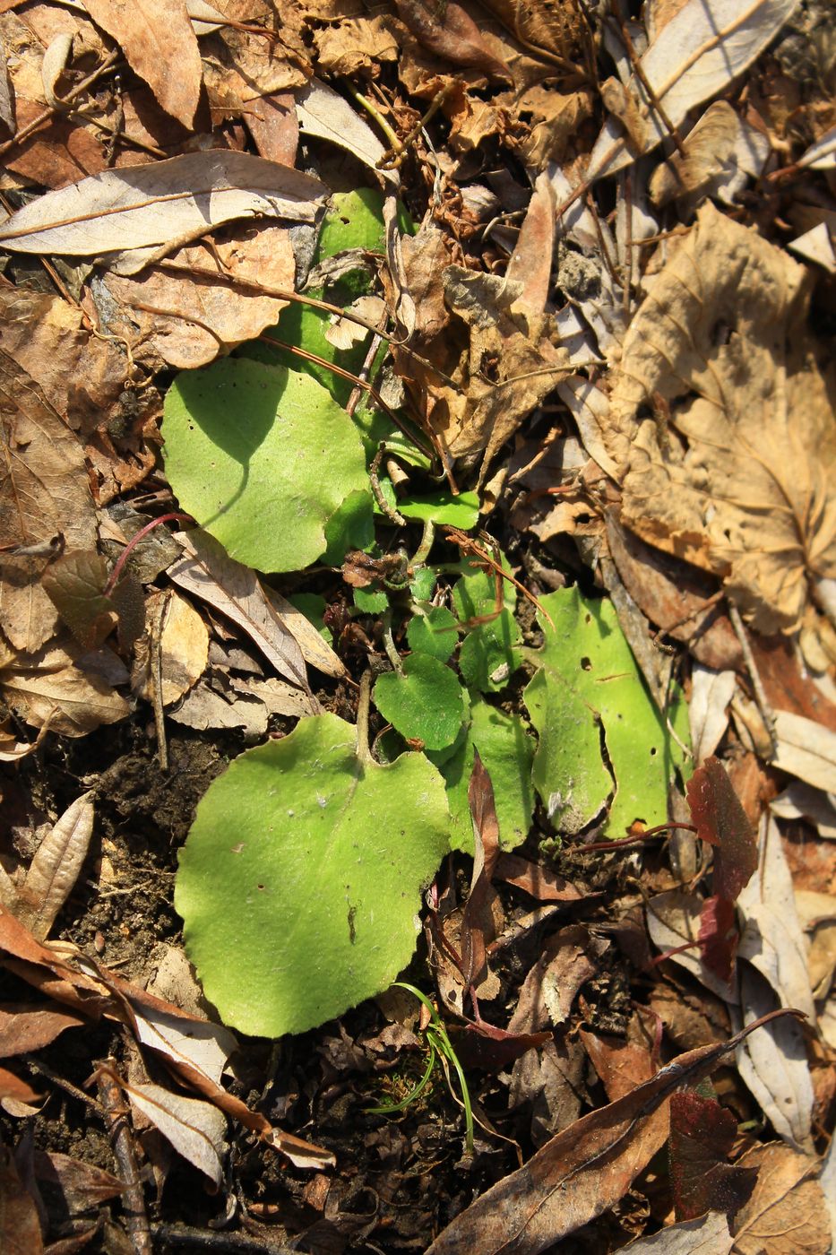 Image of Unknown species specimen.