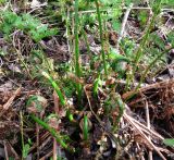 Dryopteris carthusiana