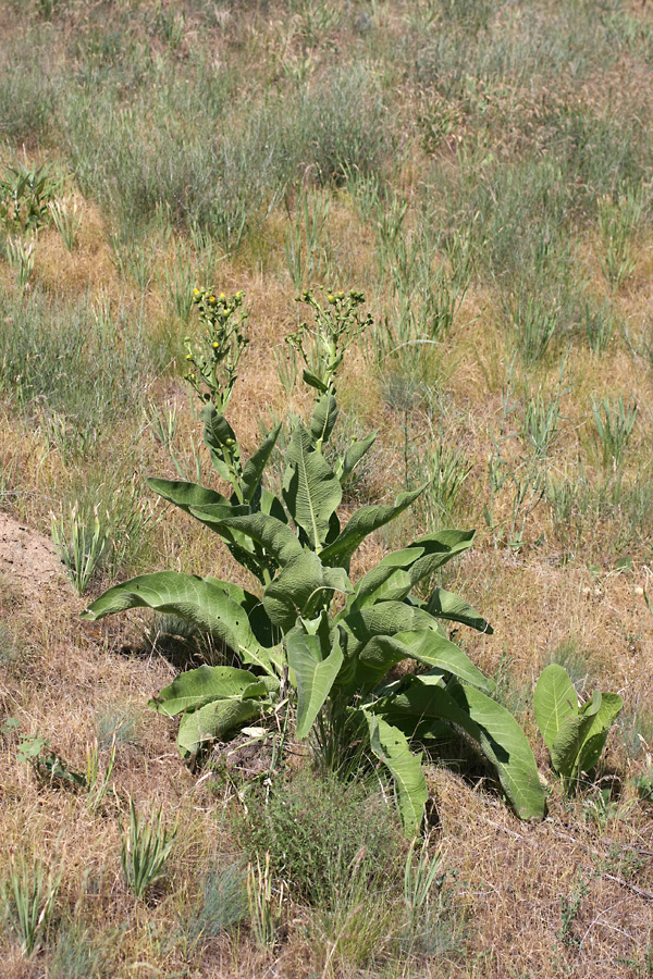 Изображение особи Inula macrophylla.