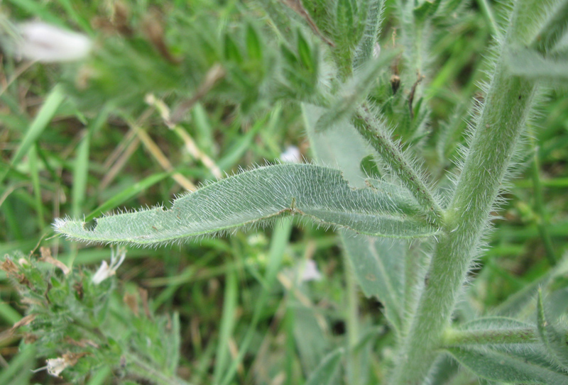 Image of Echium biebersteinii specimen.