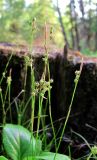 Carex alba. Верхушки плодоносящих побегов. Архангельская обл., Пинежский р-н, юго-восточные окр. Пинежского заповедника, лес вблизи карстовой реки и дороги. 22.06.2013.