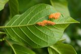 Frangula alnus