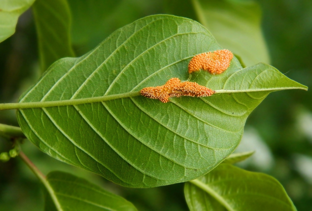 Изображение особи Frangula alnus.