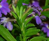 Scaevola humilis