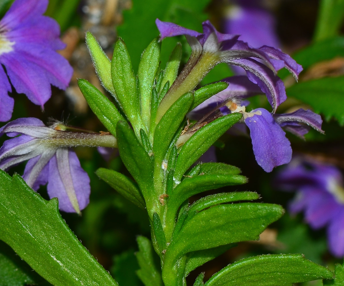 Изображение особи Scaevola humilis.