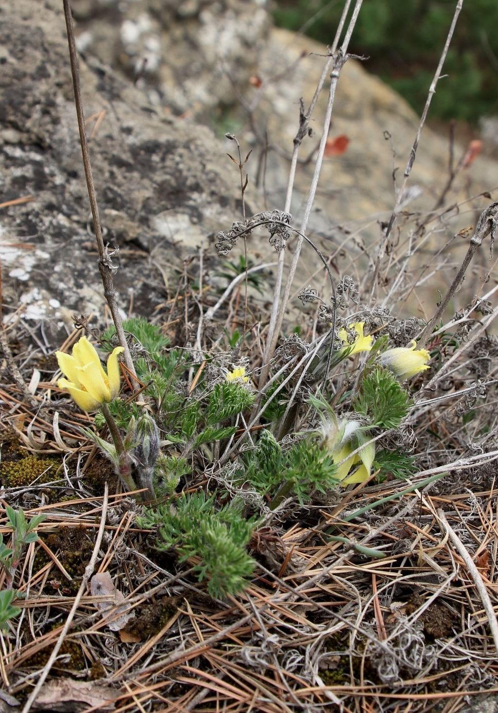 Изображение особи Pulsatilla albana.