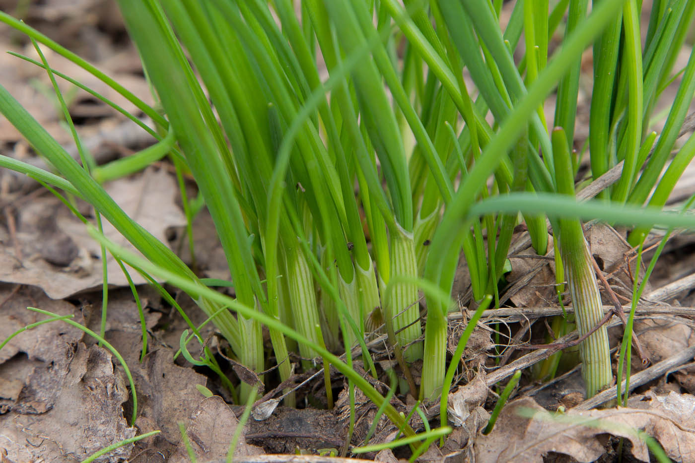 Изображение особи Allium oleraceum.