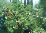 Rhamnus alaternus. Ветвь кустарника с плодами. Греция, Афины. 11.06.2009.