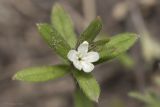 Buglossoides arvensis. Верхушка растения с соцветием. Саратов, р-н телевышки, верхушка холма, опока. 01.05.2016.