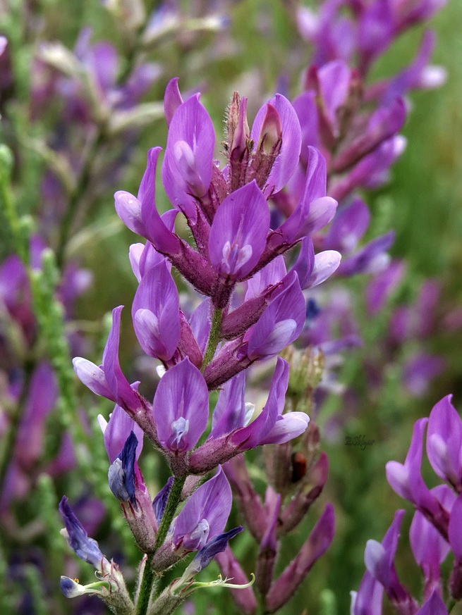 Image of Astragalus varius specimen.