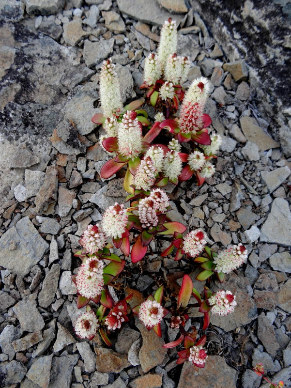 Image of Orostachys maximowiczii specimen.