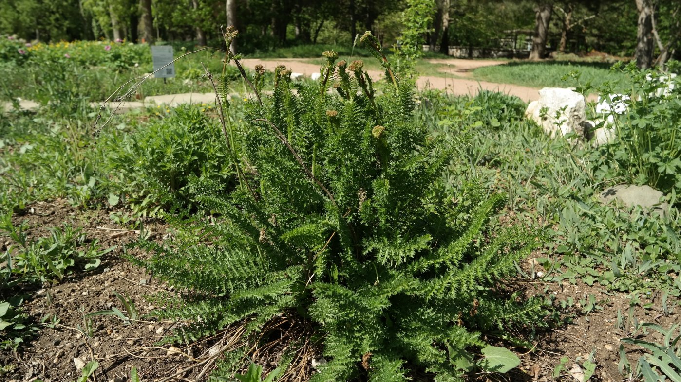 Image of Filipendula vulgaris specimen.