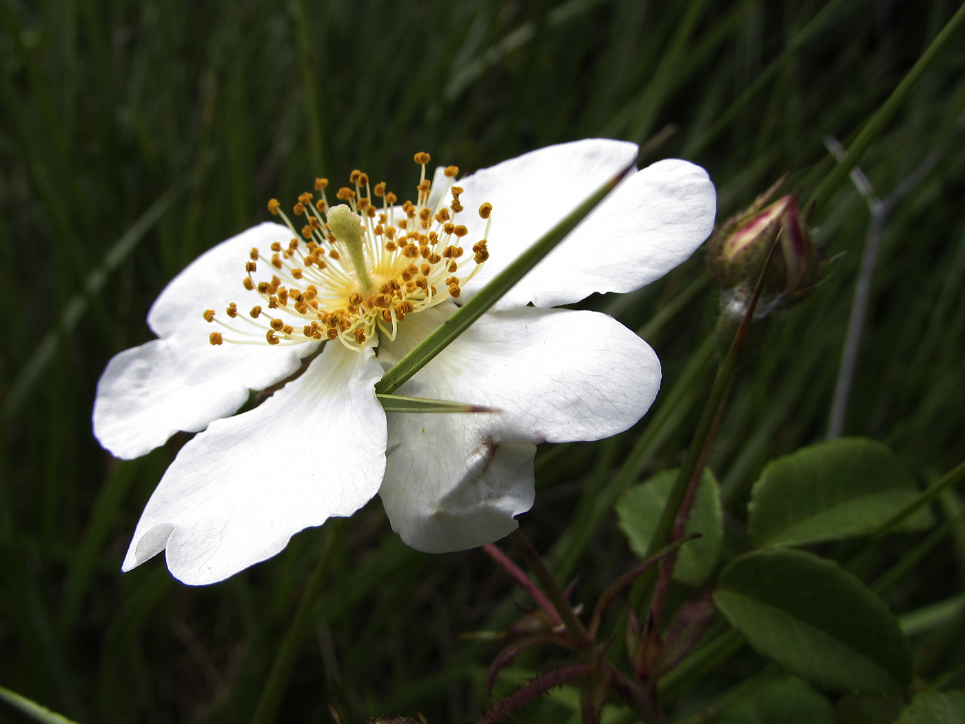 Image of Rosa sempervirens specimen.